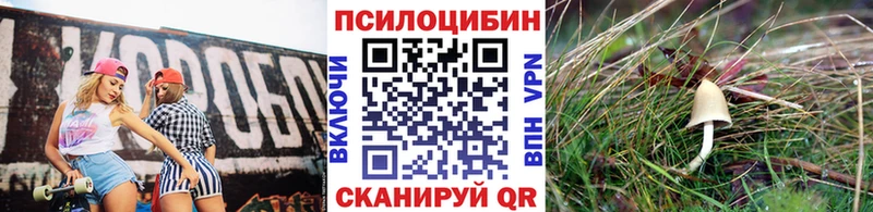 цены Невельск blacksprut вход Псилоцибиновые грибы Psilocybe